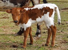 Tempting Pi bull calf 2023