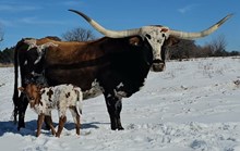 Tempting Pi 2026 Heifer