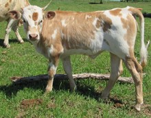 Ace's Possum Cowgirl CPL