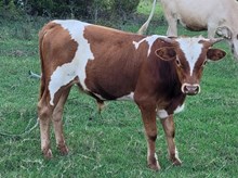 Sakura 2025 bull calf
