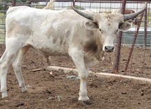 Sakura 2022 bull calf