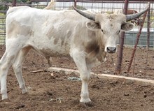Sakura 2022 bull calf