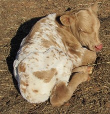 Pumkin Spice 2019 bullcalf