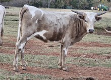SilverDollar Cowgirl CPL
