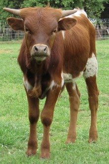 Sioux Cowboy CPL