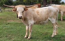 Sunita Cowgirl CPL