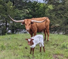 MBR Iron Lane's 2025 Heifer