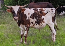 Vaquero