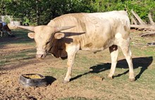 Whiskey Rebellion CPL