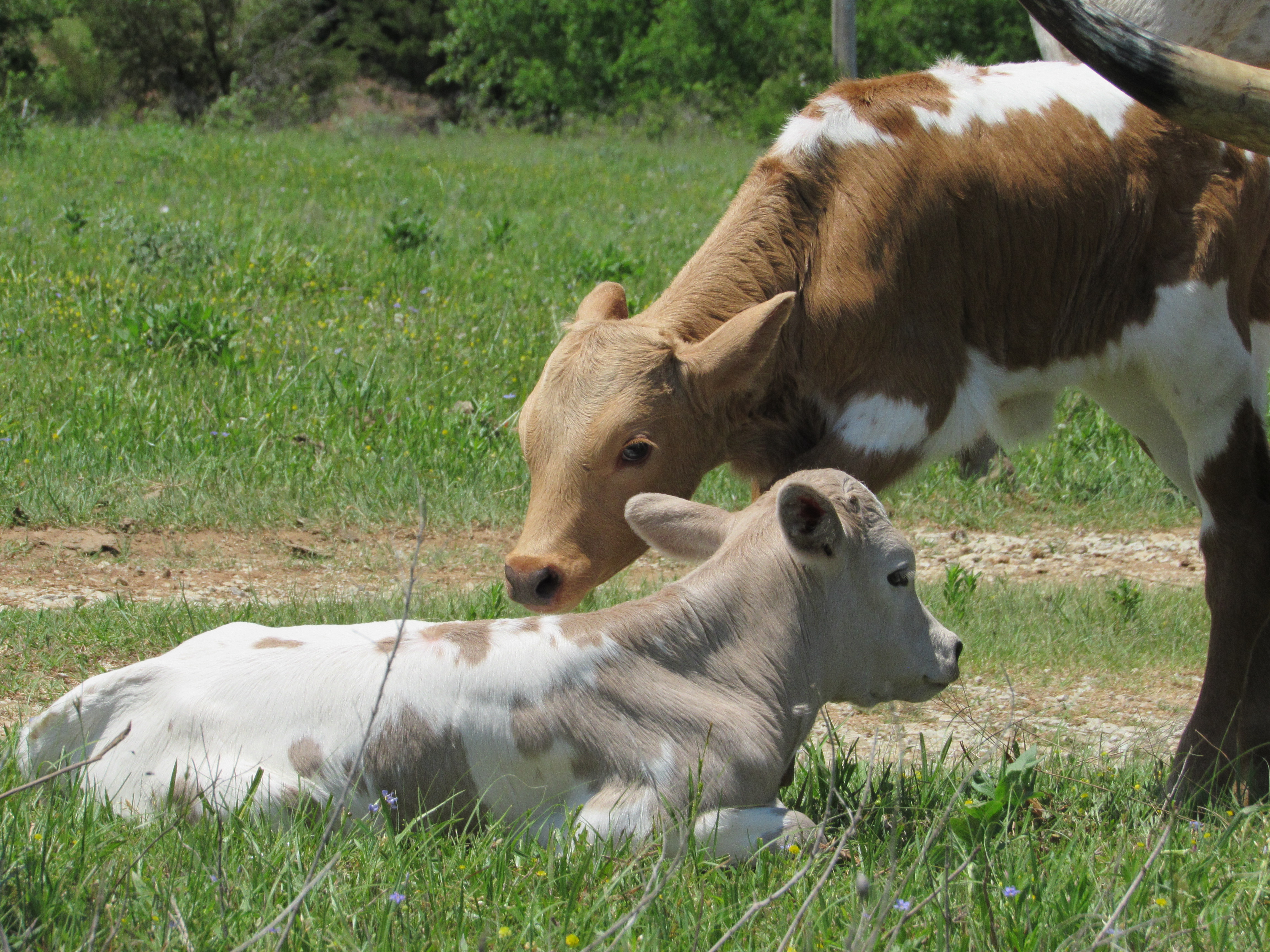 New calves Commanders Place Longhorns